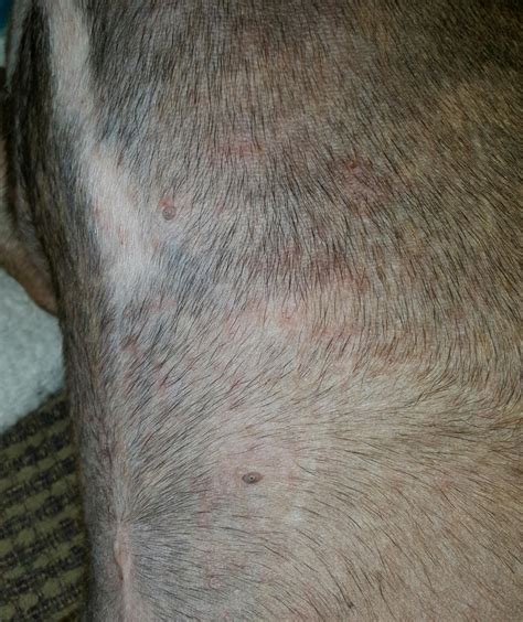 Help What Could This Rash Be Boxer Breed Dog Forums