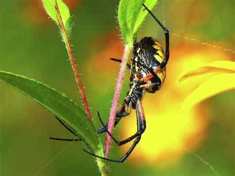Yellow Garden Spider Photograph By Alex Nikitsin Pixels