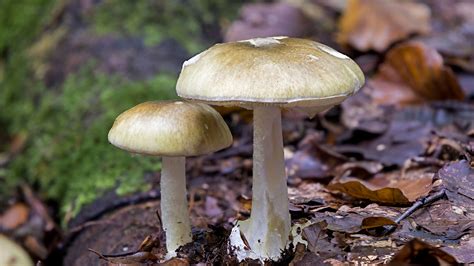 Most Poisonous Mushrooms In The Uk Woodland Trust