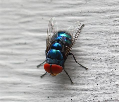 Small Colorful Flies Macro Canon Community