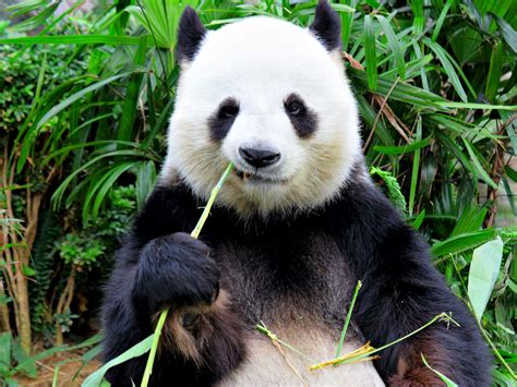 Latest Extinction Rankings Are Great For Pandas Terrible For Apes