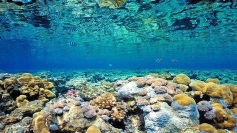 Under Watered Coral Reef Free Desktop Background