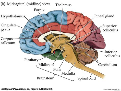 Human Brain Anatomy And Function Brain