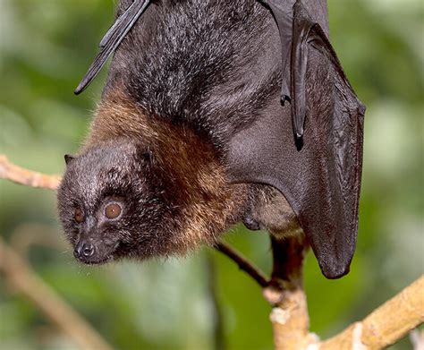Rodrigues Fruit Bat San Diego Zoo Wildlife Explorers