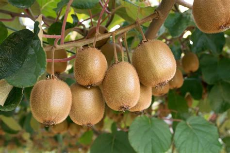 How Long Does It Take For A Kiwi Plant To Produce Fruit