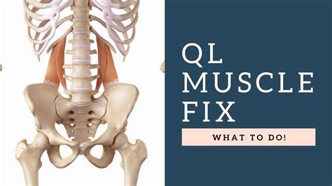 What is the quadratus lumborum muscle? FIX Quadratus Lumborum (QL) Muscle Back Pain By Following ...