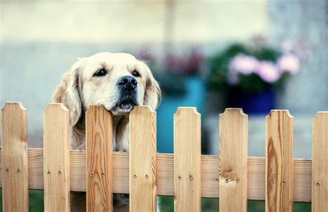 5 Best Dog Proof Fences Fencing Tips Tricks Diy Solutions And More