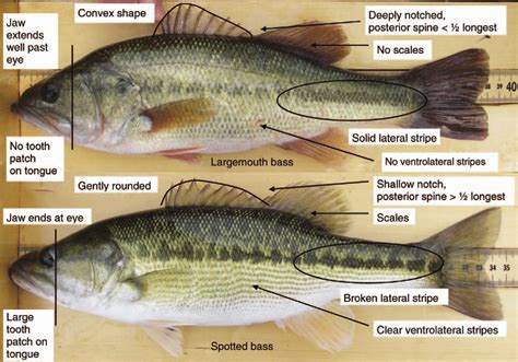 Spotted Bass Vs Largemouth Bass How To Tell The Key Differences Largemouth Bass Largemouth