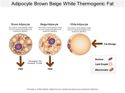 Adipocyte Brown Beige White Thermogenic Fat Ppt Images Gallery