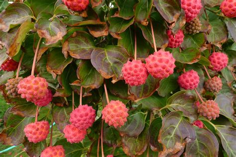 Dogwood trees are native to forest undergrowth, but popular around buildings for their white and pink flowers. Wild Harvests: Kousa Dogwood, another urban wonder