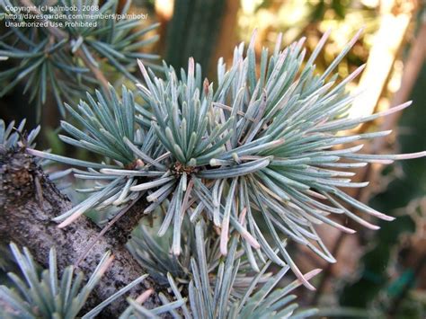 Plantfiles Pictures Cedrus Blue Atlas Cedar Glauca Cedrus