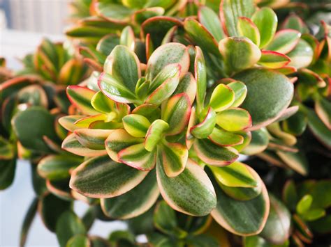 Crassula Ovata Hummels Sunset Cm CocaFlora Amazing Plants Of The World