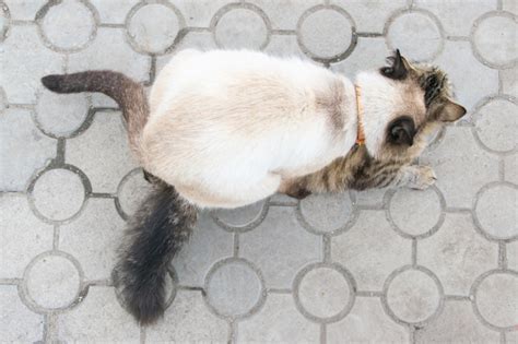 Premium Photo Cats Have Sex On The Street Love Reproduction Between Cats