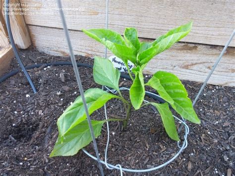 The red prayer plant is an easy plant—place it in a sunny spot, keep it's soil damp, and mist it's leaves once a week and it will flourish. Beginner Gardening: Pepper Plant Leaves Curling, 2 by ...