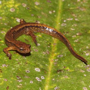 Louisiana Amphibians Southern Two Lined Salamander Eurycea Cirrigera