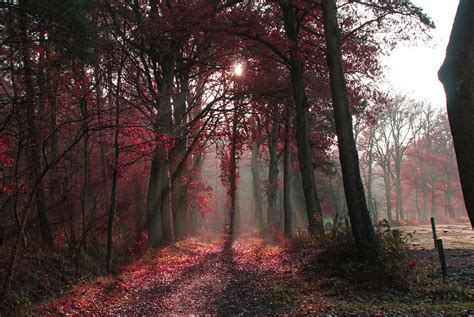 Wallpaper Sunlight Trees Landscape Forest Nature Red Branch