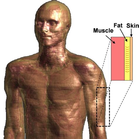 Skin Fat Muscle Tissues Stratification Inside The Human Body The