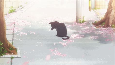 Anime Cats Anime Amino