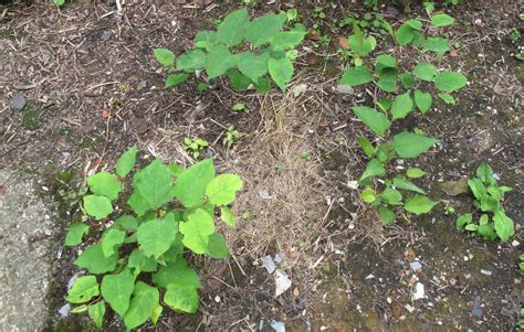 .identify japanese knotweed, characteristics of japanese knotweed, different types of japanese knotweed, plants that look like japanese knotweed and many other japanese knotweed related. Japanese Knotweed Removal in Birmingham by Safe Site ...