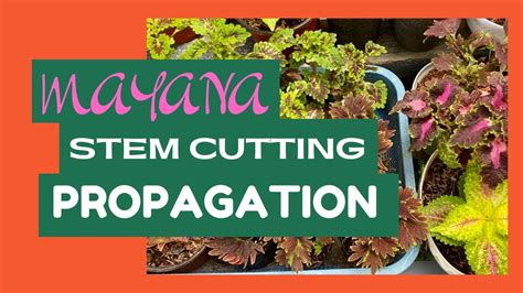 Mayana Stem Cutting Propagation Basic Care And Tips Vlog 3 Youtube