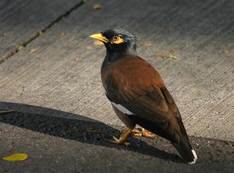 A Comprehensive Feeding Guide For The Mynah Birds