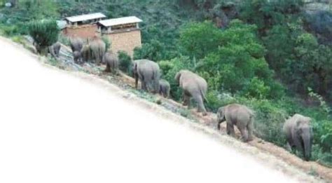 Chinas Herd Of Wandering Elephants Finally On Their Way Back Home