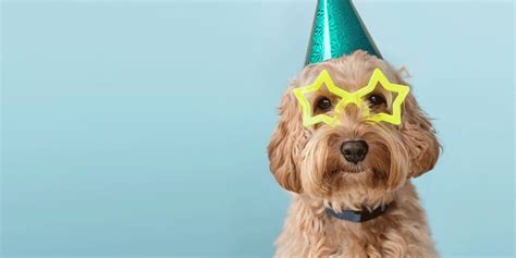 New Years Resolutions For Pet Owners Strengthening The Bond With Your