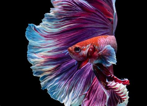 The 11 Best Pet Fish To Start Your Freshwater Aquarium Purewow