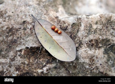 Insect Eggs On The Leaf Stock Photo Alamy