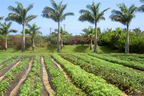 Maui Organic Farms Hawaii Eco Living