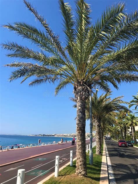 Palme Sulla Promenade Des Anglais Bella A Sud Della Francia Immagine