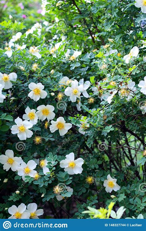 White Flowers Rose Hips On A Wild Rose Bush Bloom Spring