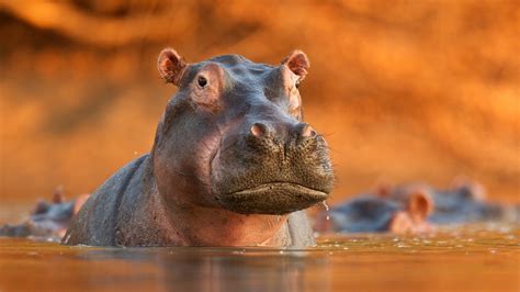 World Hippo Day 7 Interesting Facts About Hippos That Will Blow Your Mind