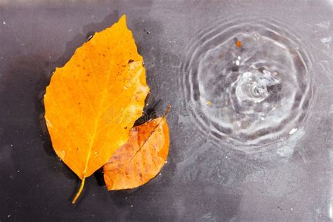 Bright Colourful Autumn Leaf Floating In Water Stock Photo Image Of