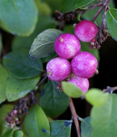 Purpurbeere Niedrige Purple Snowberry Symphoricarpos C Flickr