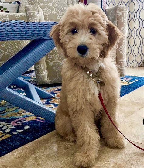 Welcome back to our channel! F1 Mini Goldendoodle For Sale