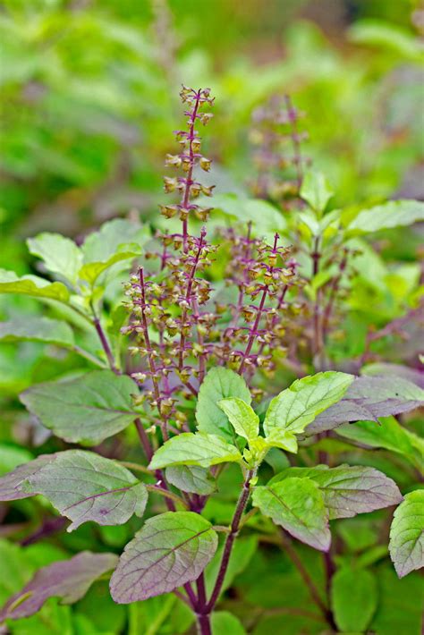 Basil Definition Plant Uses Species And Facts Britannica