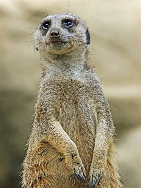 Meerkat Close Up Portrait Stock Photo Image Of Gray 121428094