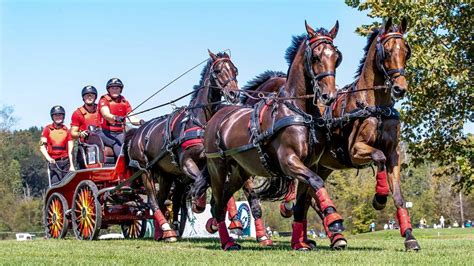 15 Carriage Driving Horse And Hound