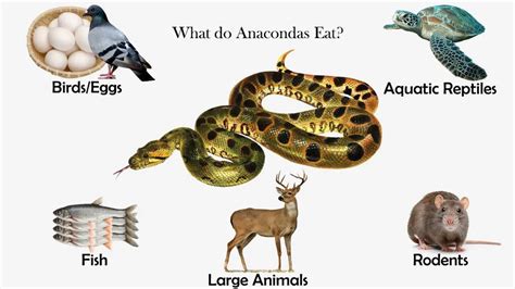 What Do Anacondas Eat Feeding Nature