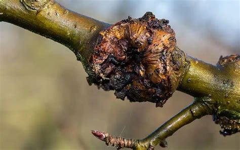 How To Spot And Treat Canker On Apple Trees David Domoney