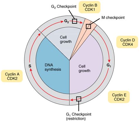 Cell Growth And Division · Anatomy And Physiology