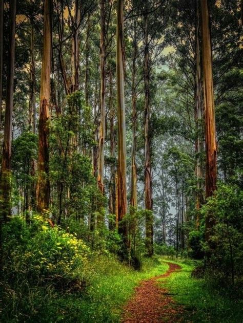 Melbourne Australia Tree Forest Landscape Beautiful Nature