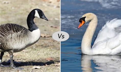 8 Differences Between A Swan And A Goose With Table Animal