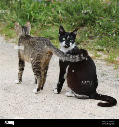 Tuxedo Cats Hi Res Stock Photography And Images Alamy