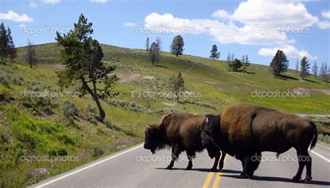 Two Bisons On The Routeyellowstone National Park Stock Photo By