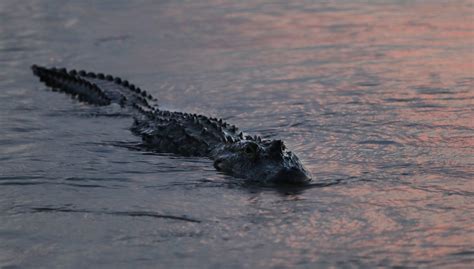 Low Prices Make For Slow Alligator Season In Louisiana