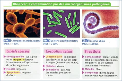 Quels Sont Les Différents Types De Micro Organismes Présents Dans Notre