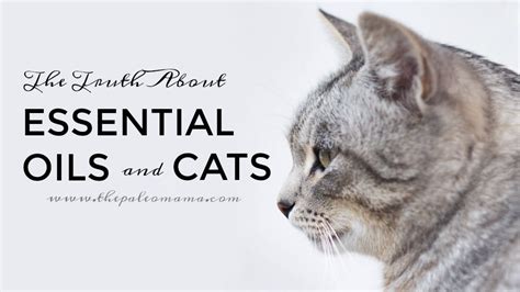 When applying topically, dilute your oil heavily and start by. The Truth About Essential Oils and Cats - The Paleo Mama