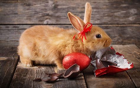 Can Bunnies Eat Chocolate And What To Do If They Do